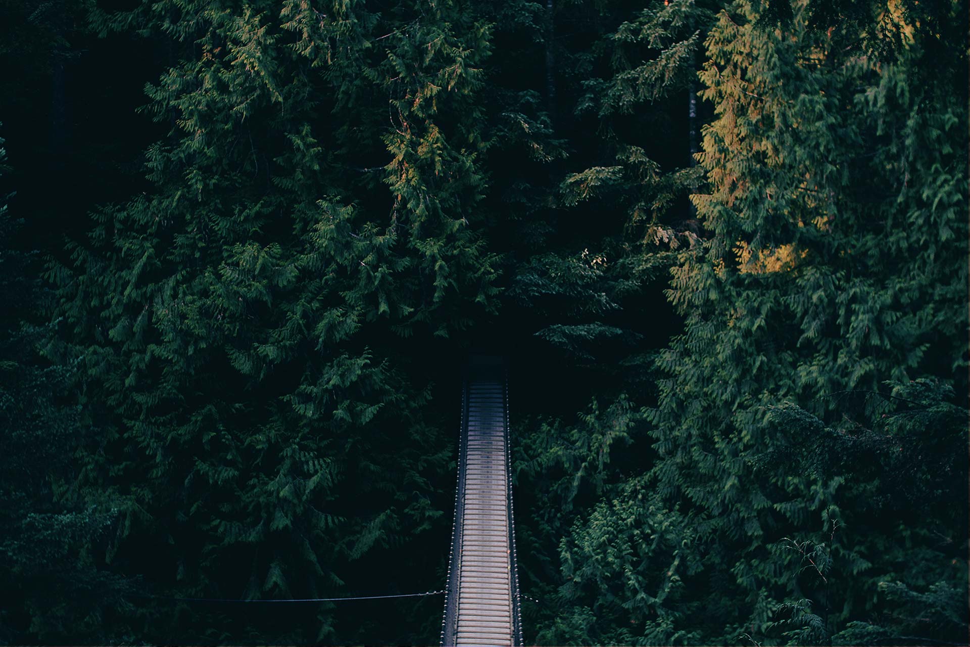 A view of trees and a road from above.