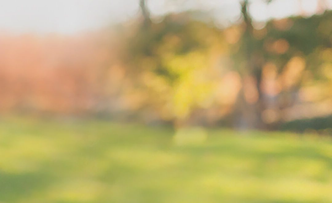 A blurry picture of trees and grass in the background.